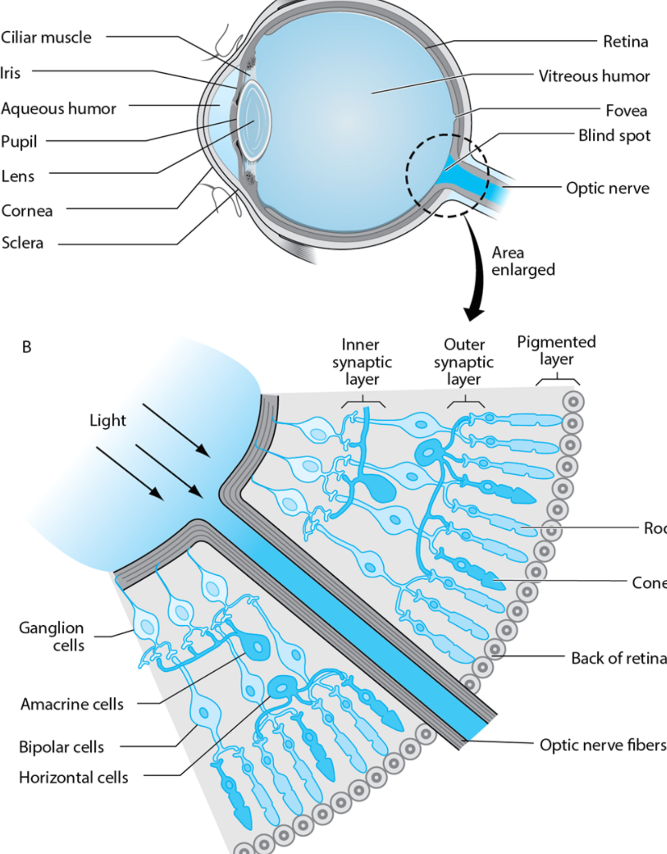 <p>Don’t worry about details, most important is the pupil, retina (contains the rods and cones)</p><p>______ - <strong>Light is reflected off the many cells at the back of the eye</strong></p><ul><li><p><strong>Many-to-one synapses compress information</strong></p></li><li><p><strong>Peripheral rods and cones to bipolar cells</strong></p></li><li><p><strong>Bipolar to Ganglion cells</strong></p><p></p></li></ul>
