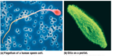 <p>Are motile appendages, flagella propel the cell in a whiplike motion, Cilia move in a coordinated back-and-forth motion</p>