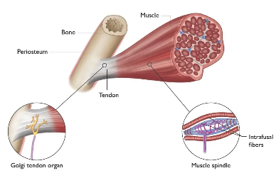 <p>Location: muscles, tendons, ligaments, joints</p><p>Stimuli: muscle tension</p><p>Subtypes:</p><ul><li><p>Muscle spindles (aka stretch receptors) - muscle length (stretch)</p></li><li><p>Golgi tendon organ - muscle tension (force of contraction)</p></li><li><p>In joints - angle, direction and velocity of movement in a joint</p></li></ul><p></p>