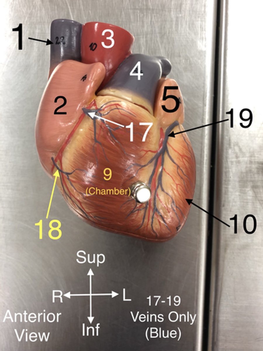 <p>5. The left upper chamber of the heart that receives oxygenated blood from the lungs.</p>