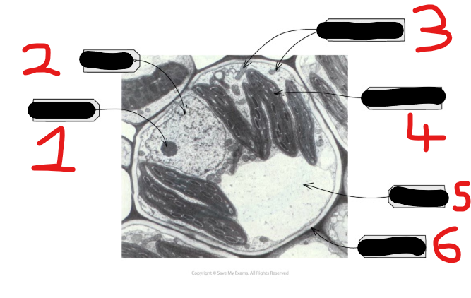 <p>Name all these structures from 1-6</p>