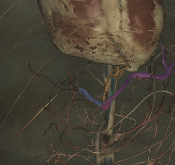 <p>Label the structures highlighted</p>