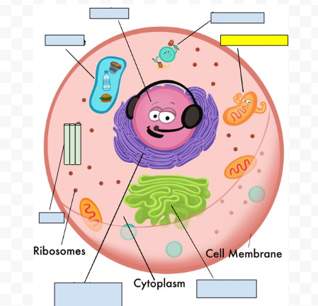 <p><span>Mitochondria</span></p>