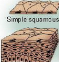 <p>Squamous Epithelial Cells</p>