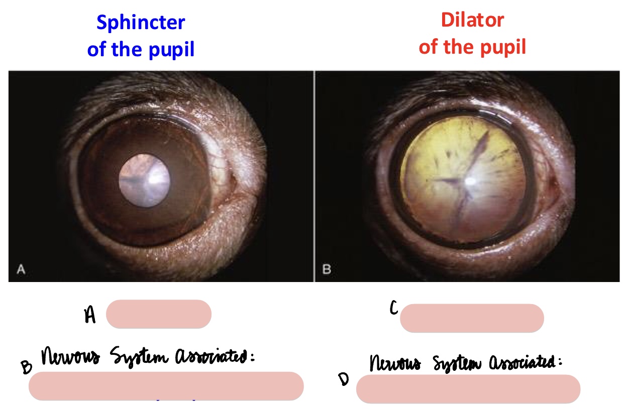 <p><span>Name the structure(s) indicated by a, b, c, and d.</span></p>