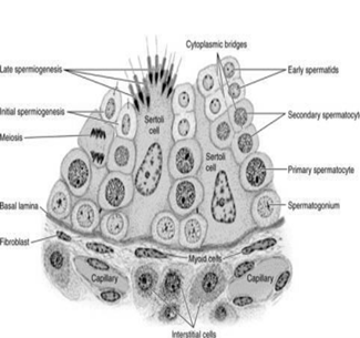 <ul><li><p>Interstitial cells (Leydig)</p></li><li><p>Basement membrane</p></li><li><p>Primordial Germ Cells</p></li><li><p>Sertoli cells</p></li><li><p>Spermatozoa</p></li></ul>