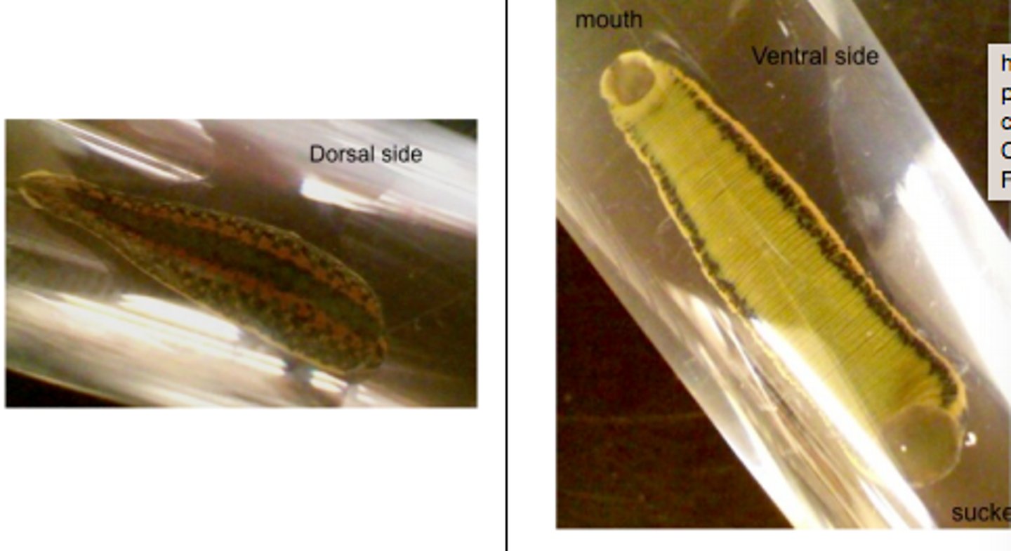 <p>leech</p>