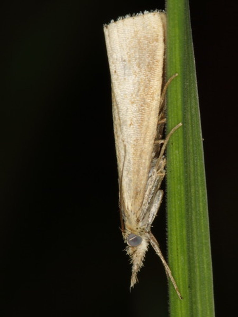 <p>Long palps form snout-like projection, Tympanum-flat hearing organs on both sides of abdomen. Waxworms: (Galleriinae) catterpillars eat wax, beehive pests, humans use as bait (trout)</p>