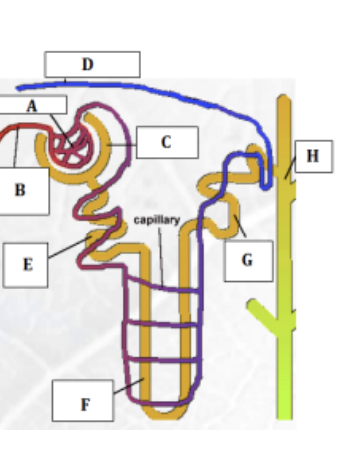 <ul><li><p>glomerulus - site of ultrafilatration - molecules filtered based on size</p></li></ul><ul><li><p>afferent, efferent arteriole ( afferent wider → increase pressure) </p></li><li><p>bowsman capsule - ultrafiltration </p></li><li><p>proximal convoluted tubule - selective reabsorption </p></li><li><p>loop of henle- establish a salt gradient in mendulla </p></li><li><p>diastle tubule -final site for reabsorption of water&amp;salt </p></li><li><p>collecting duct - site of osmoregulation </p></li></ul><p></p>