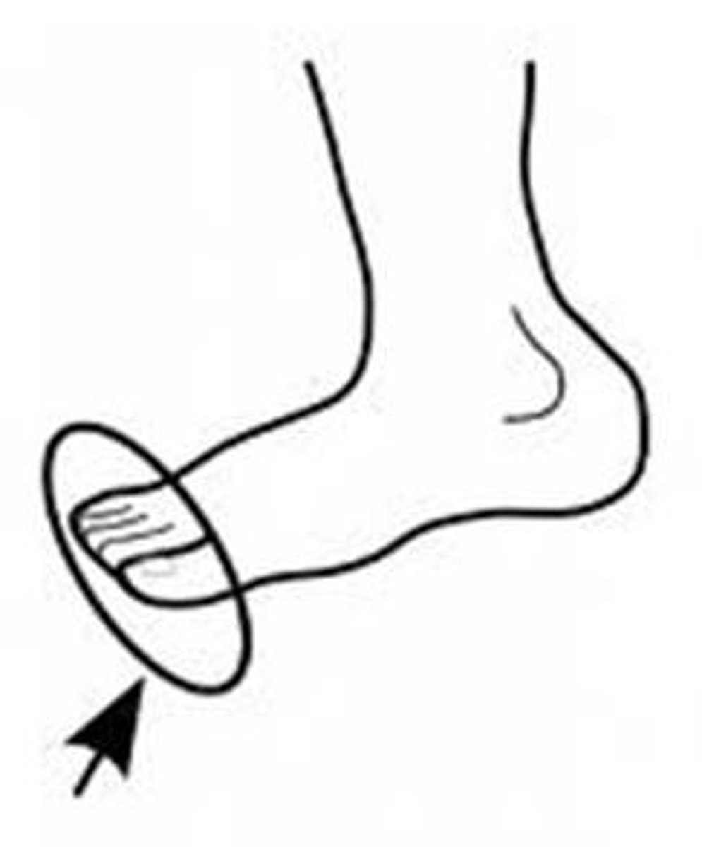 <p>jǐao zhǐ</p><p>toes</p>