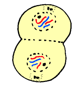 Biology Module 5 - Hereditary Flashcards | Knowt