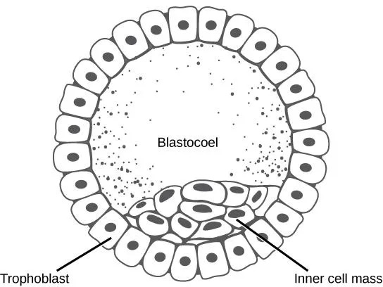 <p>fluid filled cavity fills morula. Cells on the outside are destined to be support cells, and small group too the side are destined to be enbronyic stem cells (inner cell mass). Should be implanted in uterine lining now. CELLS ARE PLURIPONENT </p>