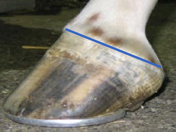 <p>what is the blue</p>