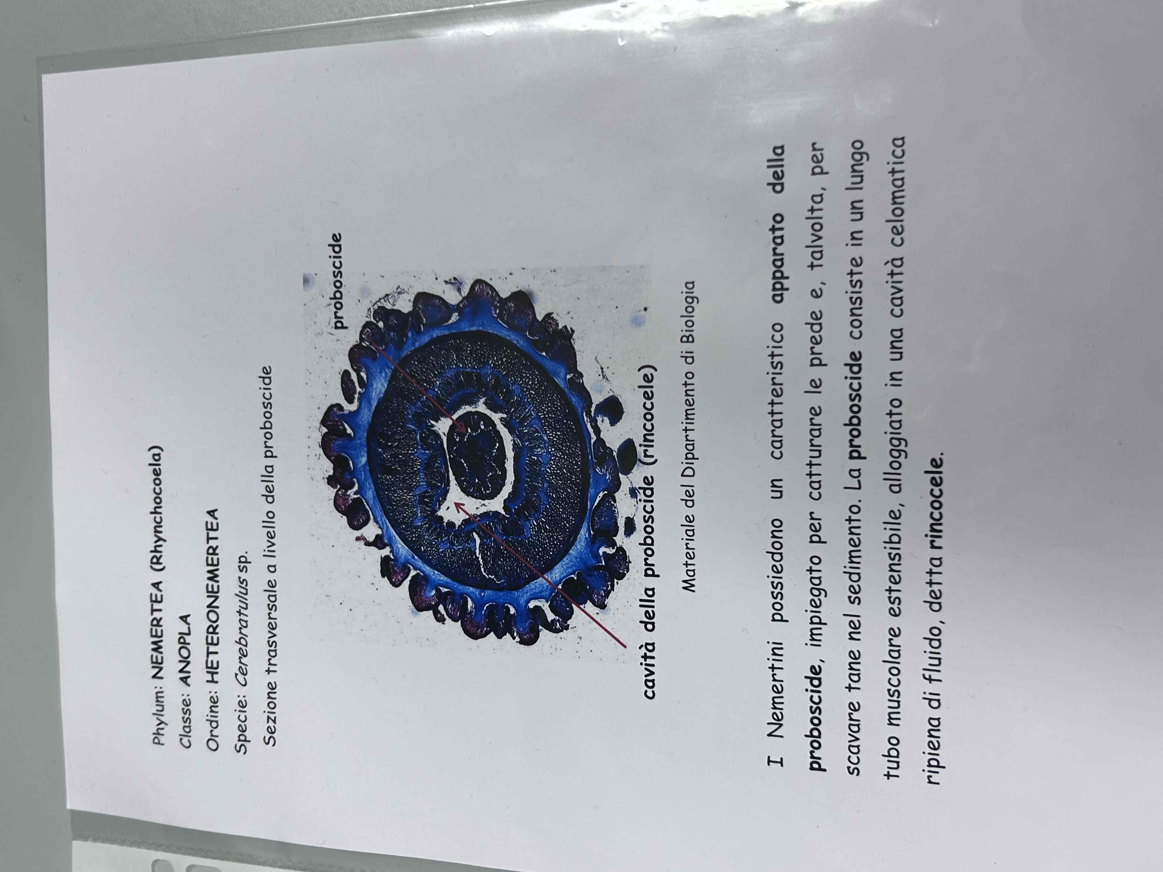 <p>NEMERTINI</p><p>Cerebratulus sp. (sezione)</p>