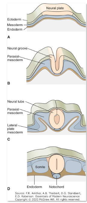 <p>A. Early in embryogenesis three germ cell layers—the</p><p>ectoderm, mesoderm, and endoderm—lie close</p><p>together.</p><p>B. The neural plate buckles at its midline to form the</p><p>neural groove and elevates the neural folds.</p><p>C. Closure of the dorsal neural folds forms the neural</p><p>tube, which gives rise to the CNS.</p><p>D. The neural tube lies over the notochord and is</p><p>flanked by somites, an ovoid group of mesodermal cells</p><p>that give rise to muscle and cartilage.</p>