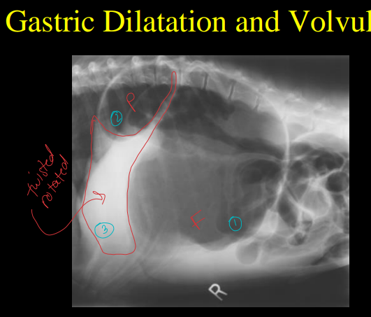 <p>Stomach abnormalities  on Radiographs </p>