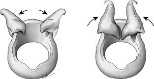 <p>movement: rocking</p><ul><li><p>arytenoids move <strong>upward and outward</strong> (<mark data-color="yellow" style="background-color: yellow; color: inherit;">ABDUCTION</mark> - opening - of vocal folds)</p></li><li><p>arytenoids <strong>move downward and inward</strong> (<mark data-color="yellow" style="background-color: yellow; color: inherit;">ADDUCTION</mark> - closing - of vocal folds)</p></li></ul><p></p><p>result: abduction or adduction of the vocal folds</p>