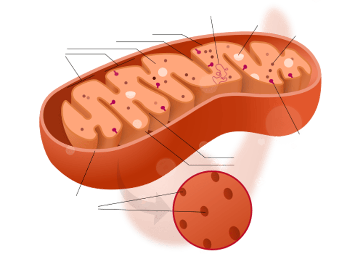 <p>In both plant and animal cells; takes sugar and turns it into energy (ATP)</p>