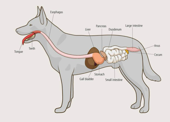 <p>The digestive system of canines can be broken down into what 2 functional sections? </p>