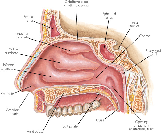 <ul><li><p>Vestibule (open airway)</p></li><li><p>Septum (cartilage)</p></li><li><p>Turbinates (Conchae)</p></li></ul><p></p>