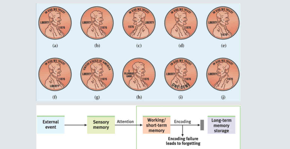 <p><strong>Attention: </strong>failure to notice or encode contributes to memory failure</p><p><strong>Age:</strong> encoding lag linked to age-related memory decline</p>