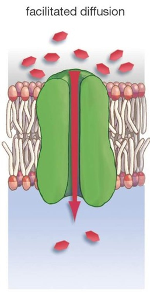 <p>Movement of specific molecules across cell membranes through protein channels; passive transport process (no energy required); example includes aquaporins</p>