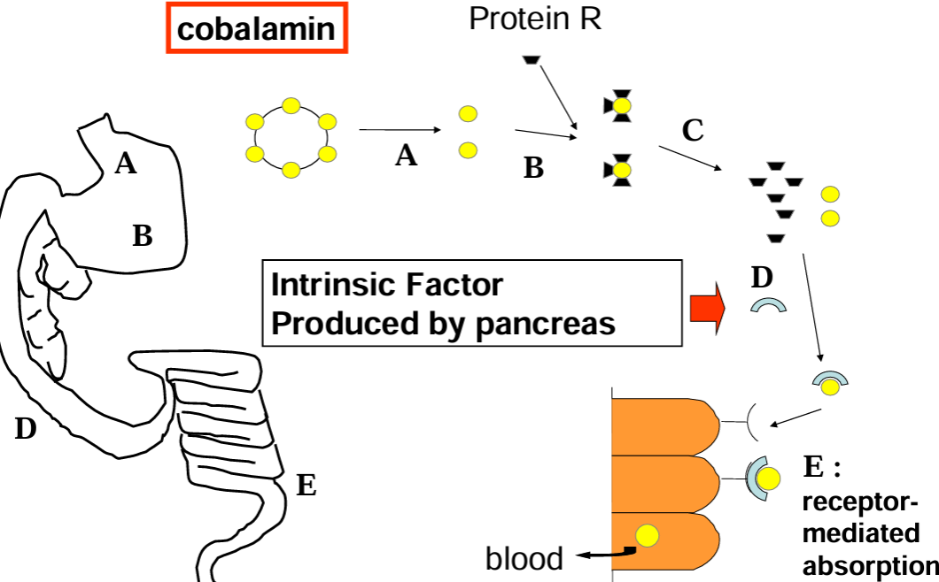 <ul><li><p><strong>intrinsic factor</strong> essential to permit<strong> cobalamin </strong>absorption from gut is synthesised by <strong>pancreas</strong></p></li><li><p>thus absent in <strong>exocrine pancreatic insufficiency </strong>(although there is some secreted in stomach)</p></li><li><p>also <strong>increased uptake of cobalamin</strong> by increased numbers of bacterias in gut- overgrowth</p></li></ul><p></p>