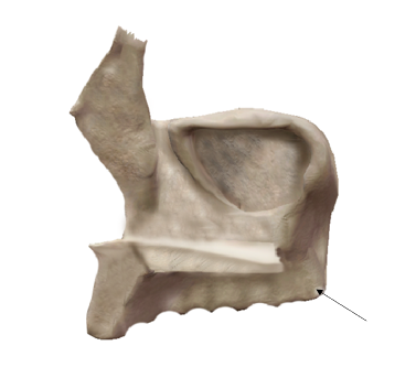 <p><span>Name the elevated portion.</span></p>