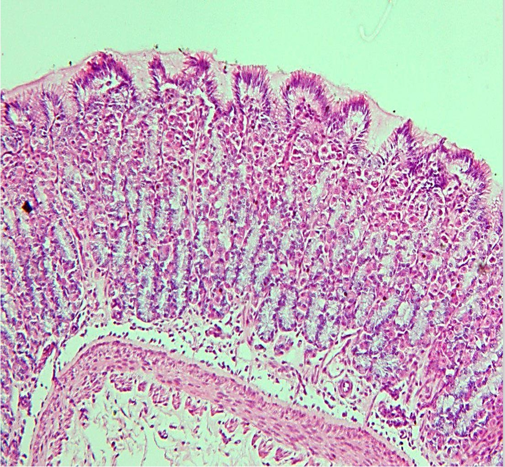 <p>identify</p><p>mention one site</p>