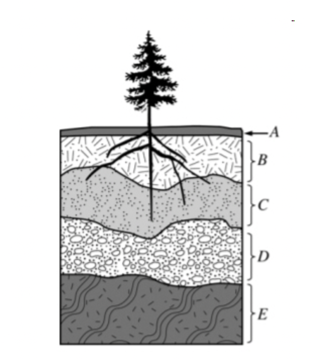 <p>Which of the lettered choices in the soil profile above represents the region with the greatest concentration of organic material?</p>