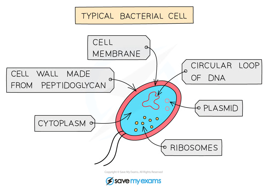 <ul><li><p>often unicellular</p></li><li><p>cells have cell walls made of peptidoglycan and cytoplasm but no nucleus or mitochondria.</p></li></ul><p></p>