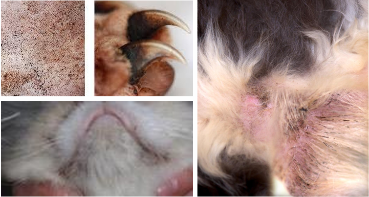 <p><span><span>Brown sebaceous discharge, follicular casting, greasiness</span></span></p>