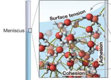 <p><span style="background-color: transparent;"><span>minimize total surface area of air-water interface because of hydrogen bonds</span></span></p>