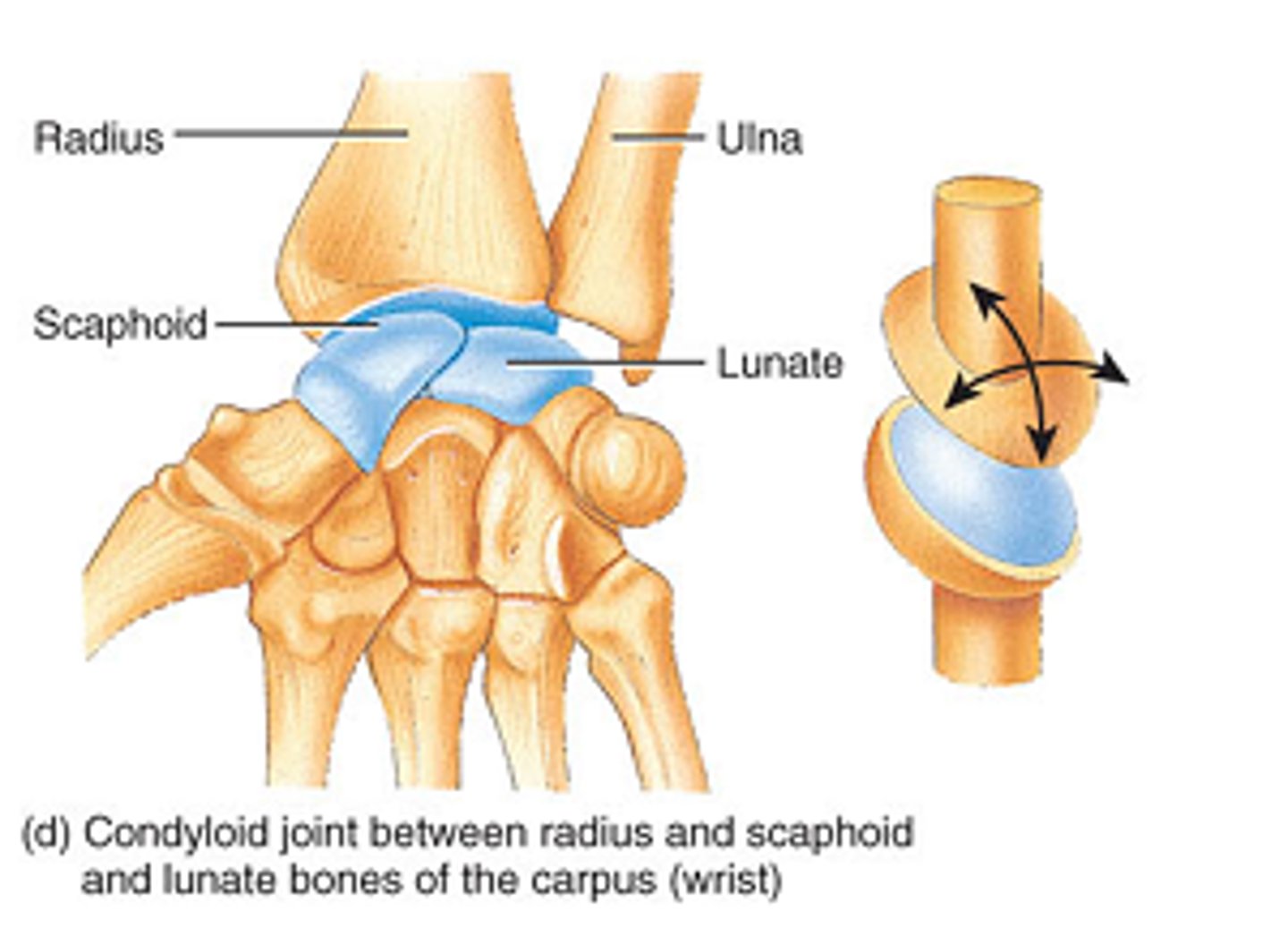 <p>an oval articular surface that is received into an elliptical cavity. This permits movement in two planes, allowing flexion, extension, adduction, abduction, and circumduction.</p>