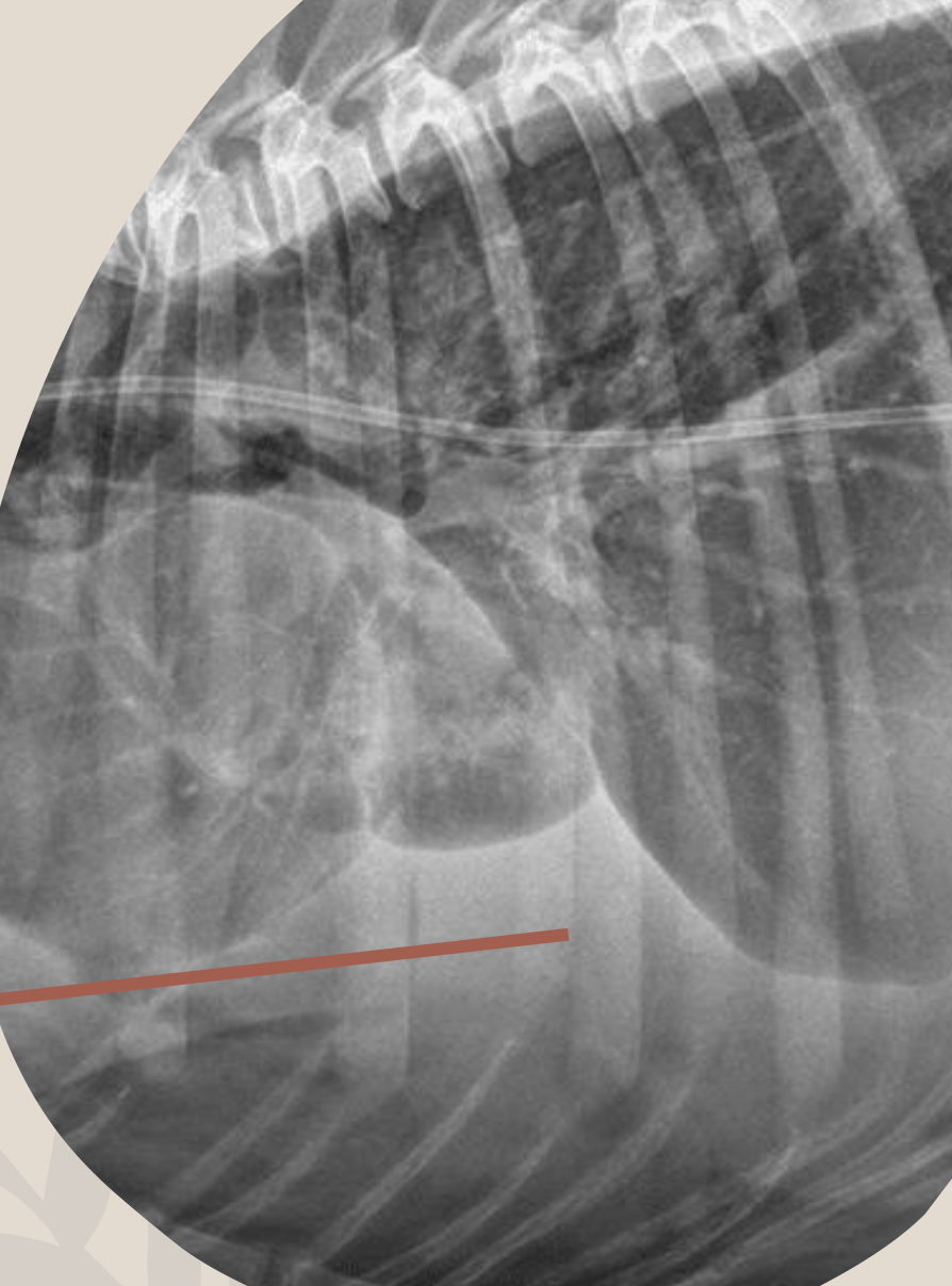 <p>Why can’t the heart be seen in this picture? </p><ul><li><p>(where arrow is pointing) </p></li></ul><p></p>