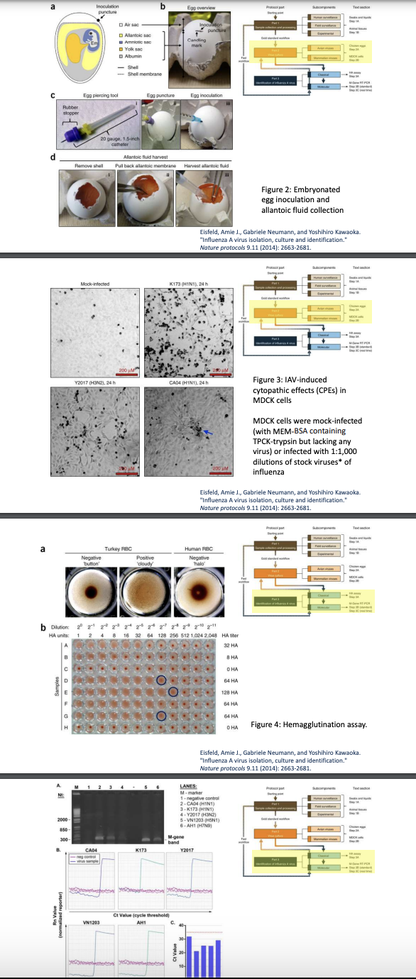 <p>Explain summarized<strong> Protocol for Isolating Influenza A Virus</strong></p>