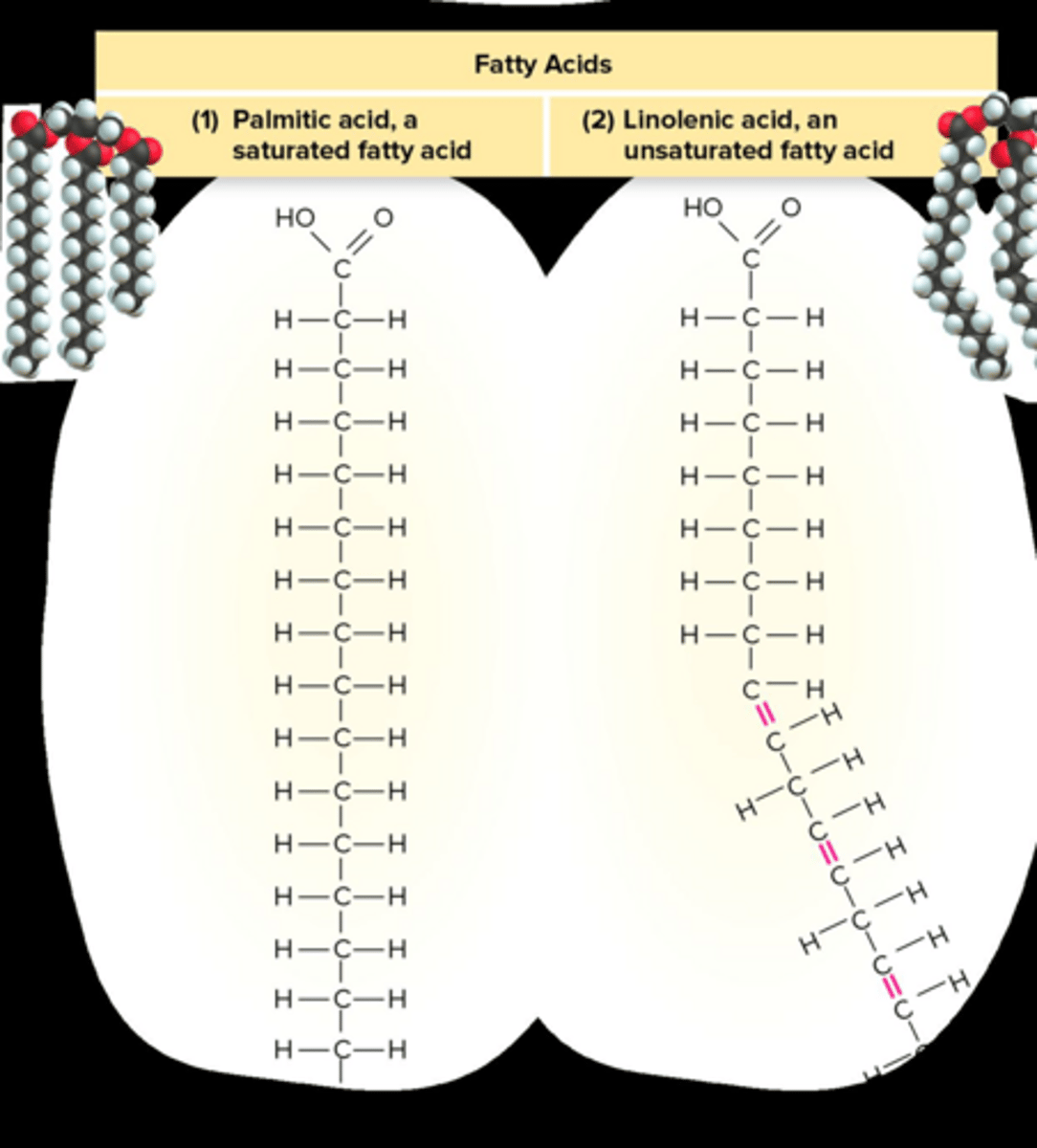 <p>A hydrocarbon chain containing no double bonds.</p>