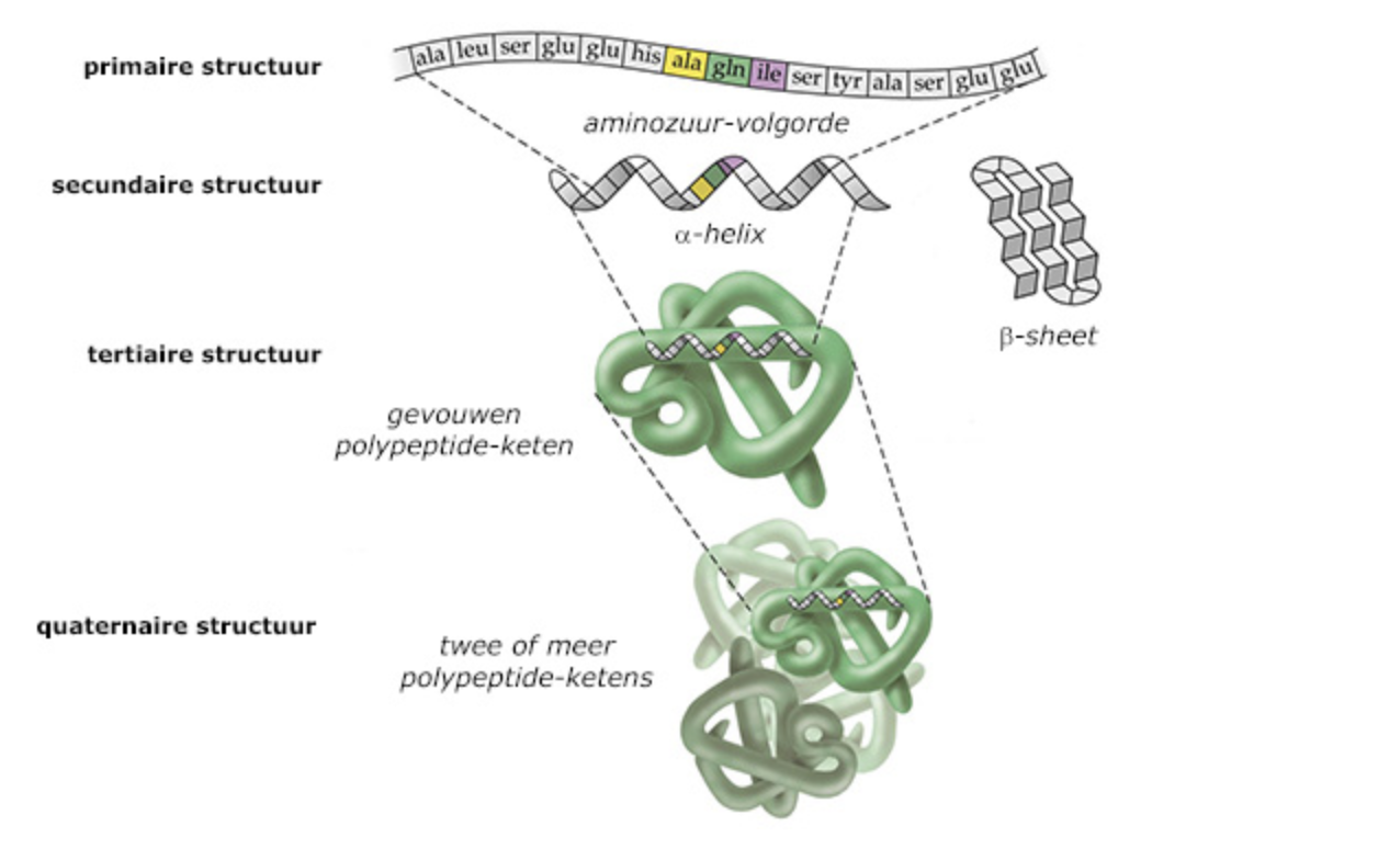 <p>primaire: een aminozuur volgorde</p><p>secundaire: alfa-helix of beta-sheet</p><p>tertiaire: gevouwen polypeptide keten</p><p>quaternaire: 2 of meer polypeptide ketens</p>