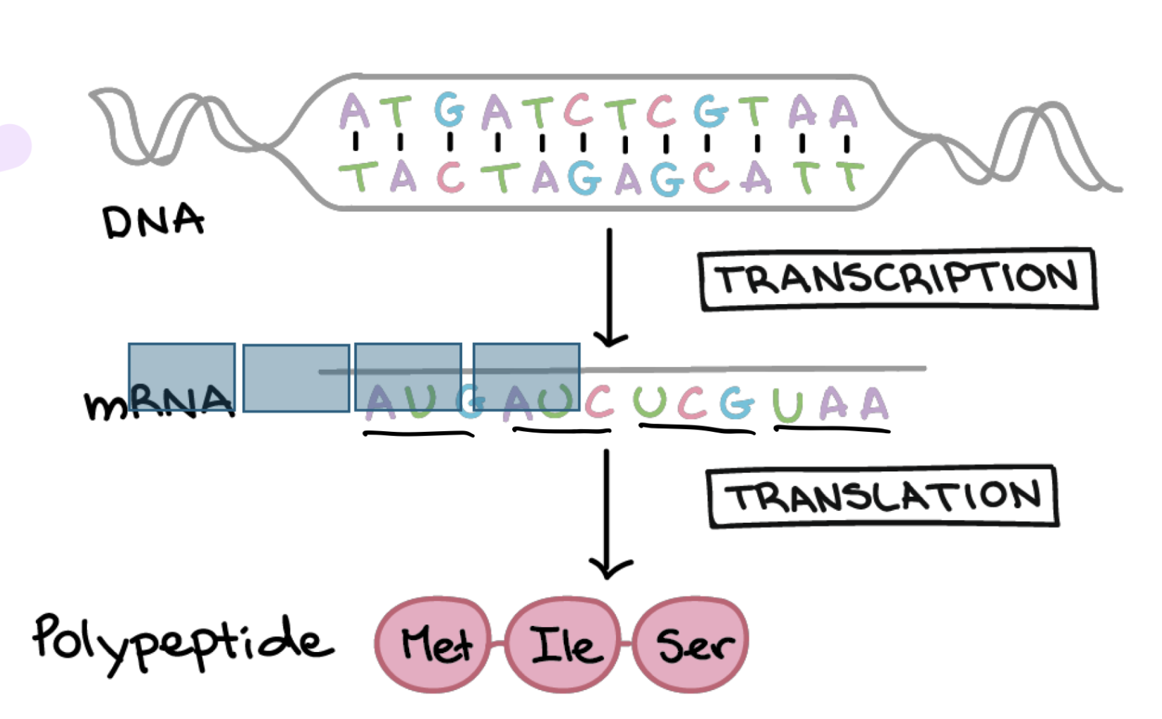 <p>in groups of 3 AAs (called codons) </p>
