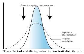 <p>stabilizing selection</p>