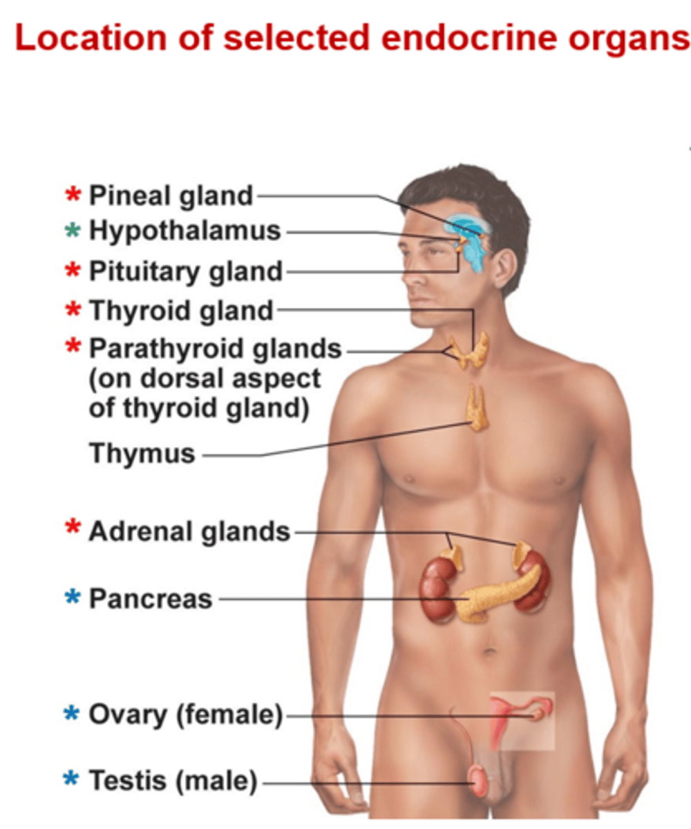 <p>Pancreas, gonads, placenta, stomach, intestine, heart, kidneys, skin, thymus, bone, and adipose tissue.</p>