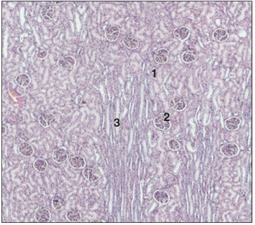 <p>Identify the structure:</p><p>Specie:</p><p>Parts:</p><p>1.__ 2.__ 3.__ </p><p>Stain used:</p>