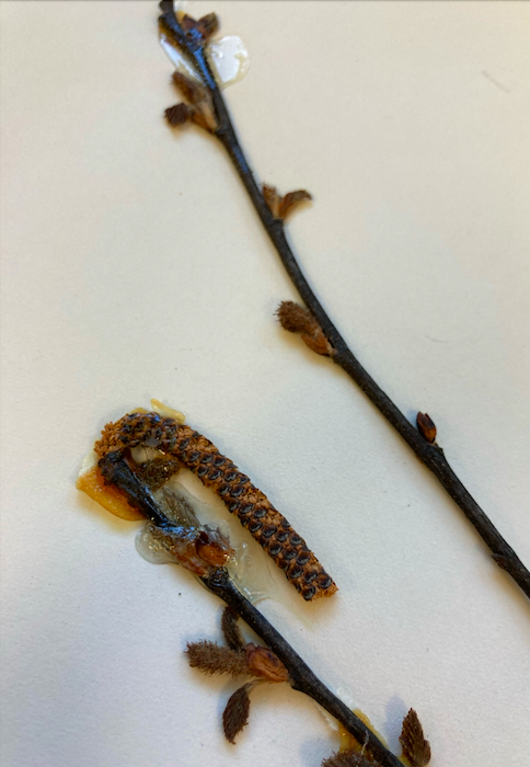 <p>Family + Genus?</p>