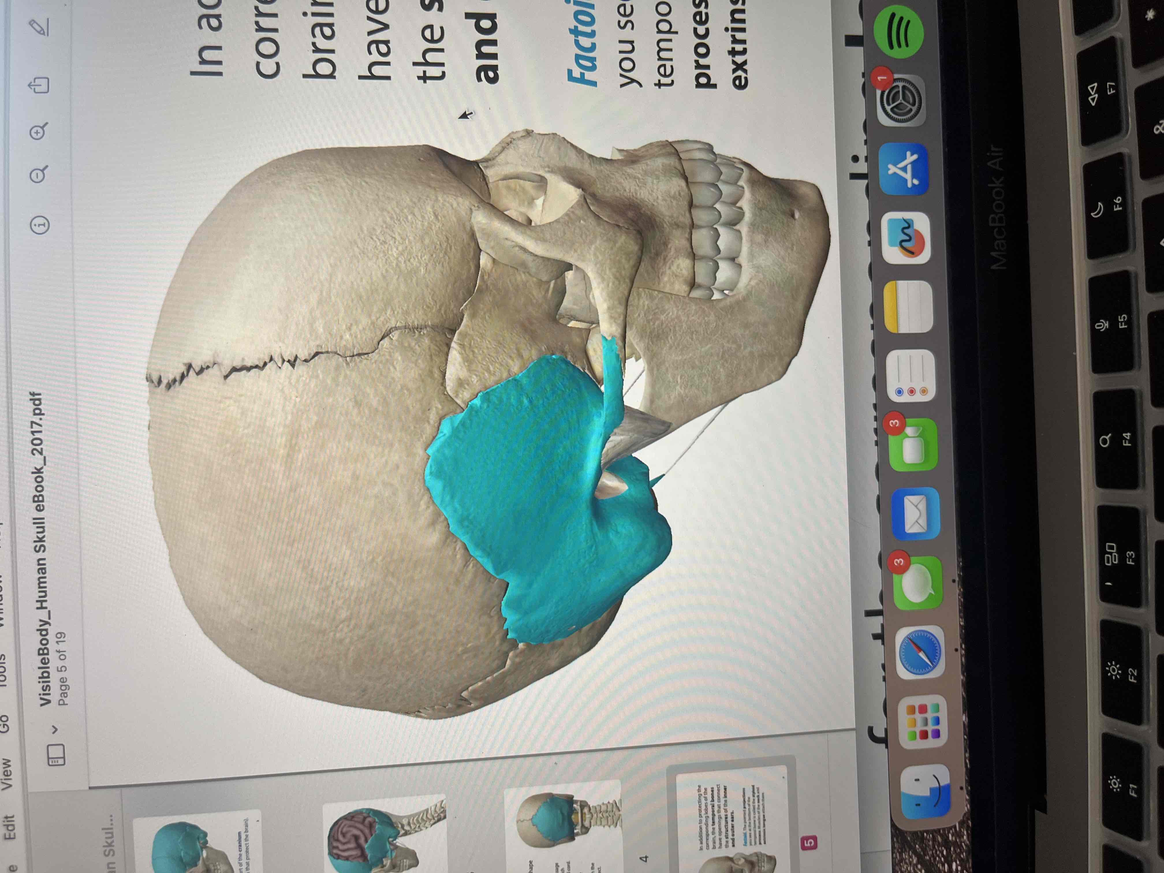 <p>have openings that connect the structures of the inner and outer ears </p>