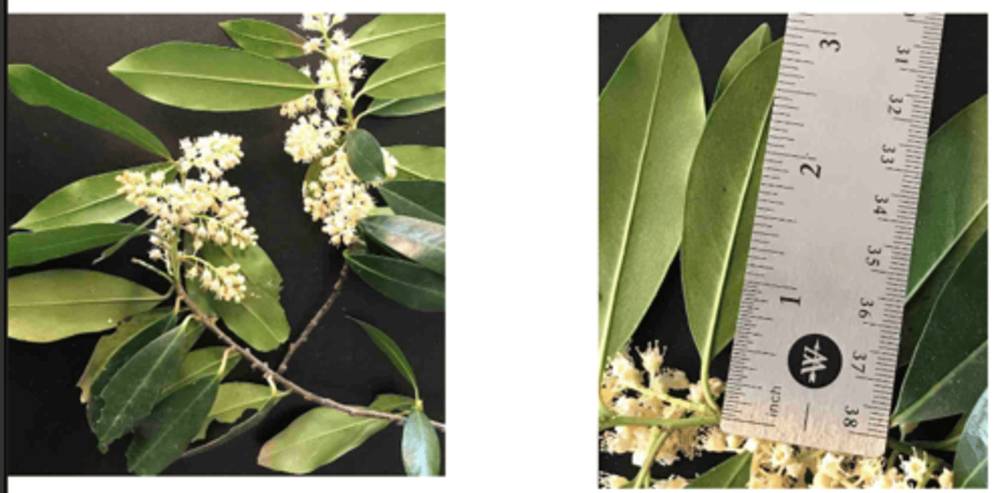 <p>1’. Angiosperms</p><p>----------------</p><p>10’. Leaves simple</p><p>----------------</p><p>23’. Leaves alternate </p><p>----------------</p><p>29’. Leaves not lobed</p><p>----------------</p><p>36’. Leaf base symmetrical</p><p>----------------</p><p>41’. Leaves not large, generally less than 9 inches long</p><p>----------------</p><p>43. Leaf margins entire</p><p>----------------</p><p>44. Leaf ranking distichous (2-ranked)</p><p>----------------</p><p>45’. Leaf venation pinnate</p><p>----------------</p><p>46’. Leaves not linear-lanceolate and sickle-shaped, not aromatic when crushed, but could smell of burnt</p><p>almonds</p><p>----------------</p><p>47’. Leaf undersurface slightly lighter in color than top surface, leaves up to about 4 inches long, leaves elliptical-oblanceolate</p>