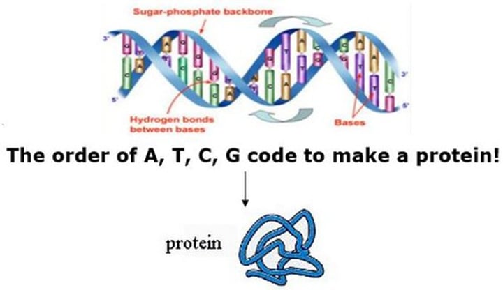 <p>All living organisms share the same 4 bases of DNA (or RNA). This supports that all living organisms come from the same original source</p>