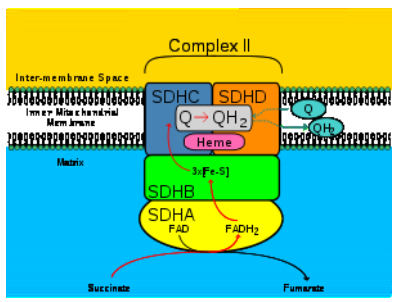 <ol><li><p><strong>Also called succinate Ubiquinol reductase</strong></p></li><li><p><strong>Matrix side of the inner mitochondrial membrane</strong></p></li><li><p><strong>To transfer electrons from succinate to Ubiquinone</strong></p></li><li><p><strong>Consists of 4 Subunits :</strong></p><ol><li><p><em>Subunit ShdA</em></p></li><li><p><em>Subunit ShdB:</em></p></li><li><p><em>Subunit ShdC</em></p></li><li><p><em>Subunit ShdD</em></p></li></ol></li><li><p><strong>It doesn’t pump protons into mitochondrial matrix</strong></p></li><li><p><strong>Passage: </strong></p><ol><li><p>ShdA: Fad is reduced to FADH2 using electros from succinate </p></li><li><p>ShdB: one electron at a time is given to the 3 iron sulfur clusters at it </p></li><li><p>ShdCD: the 2 electrons are given to UQ to form UQH2 that leaves the complex</p></li></ol></li></ol>