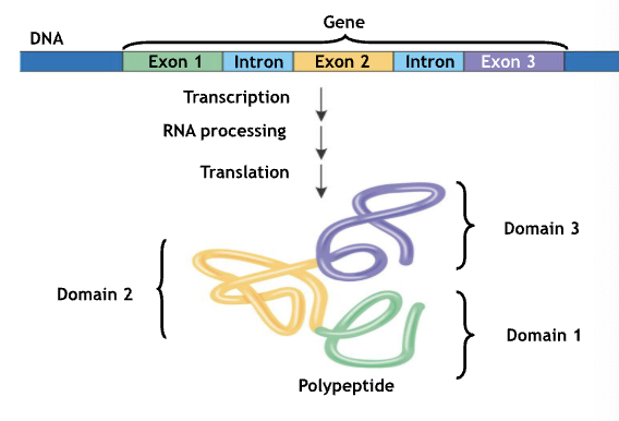 <p>They allow for alternative splicing - the inclusion of differing sets of exons or differing mature mRNA produced from the same gene</p><p>Polypeptides within proteins often have discrete structural and functional regions called domains, each exon can encode for a different domain</p>