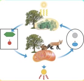<p>Which products are being created during the <strong>CIRCLED</strong>portion of the carbon/oxygen cycle?</p>