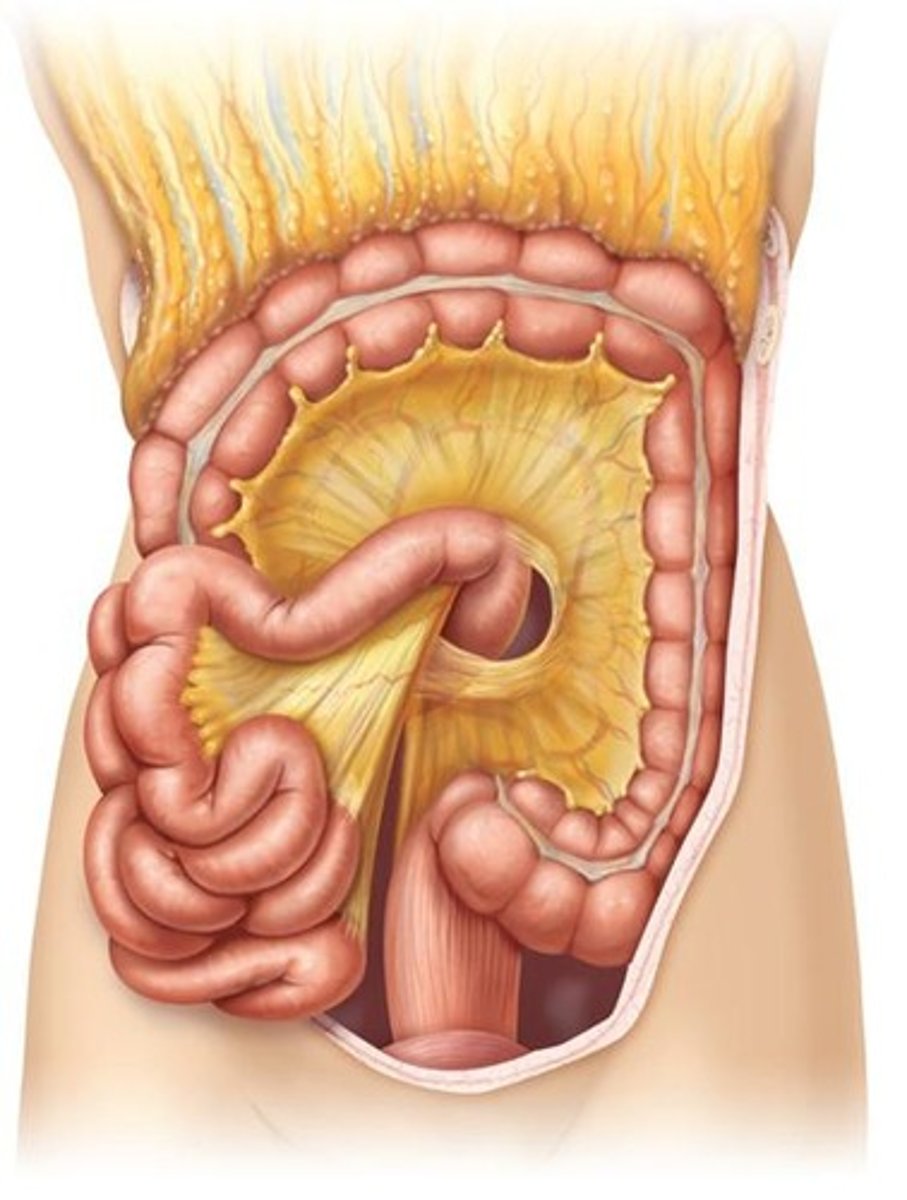 <p>The elimination of indigestible substances from the body.</p>